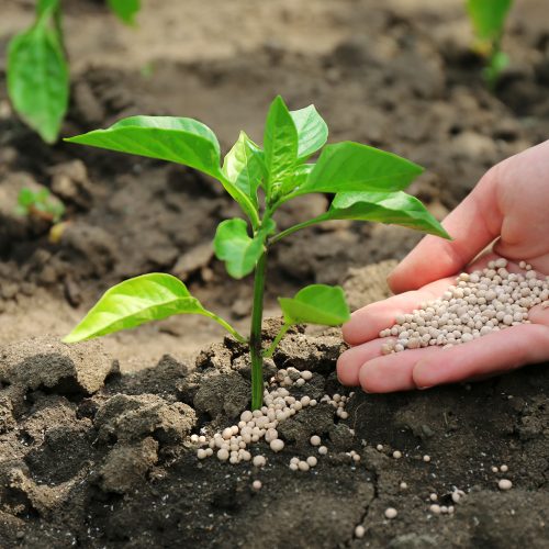 Female hand with fertilizer for plant over soil background